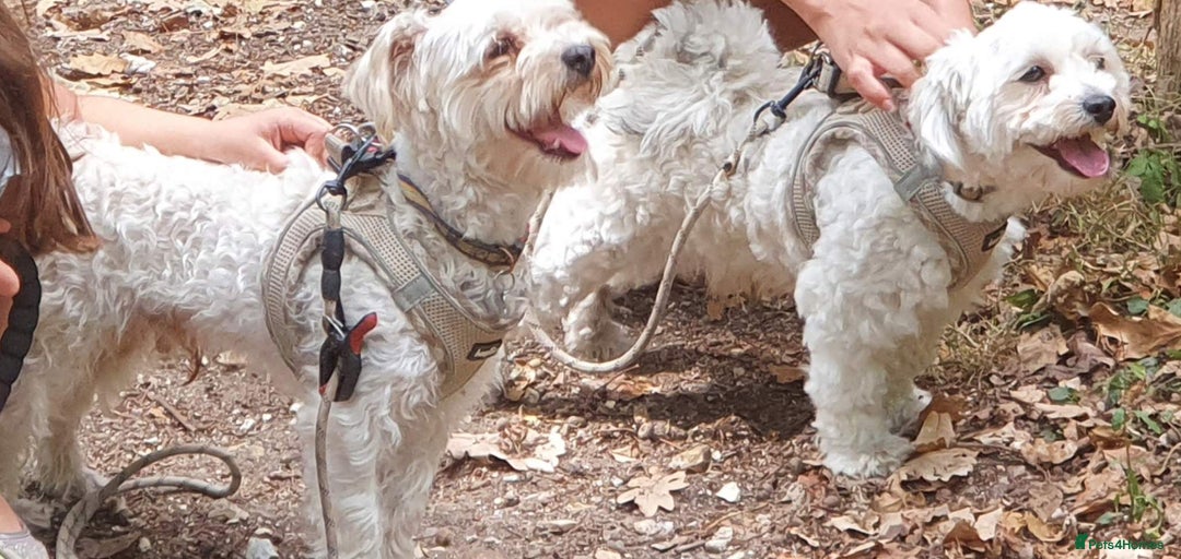 Yochon dogs for sale:  Bichon Frisé x Yorkshire Terrier males - Image 1