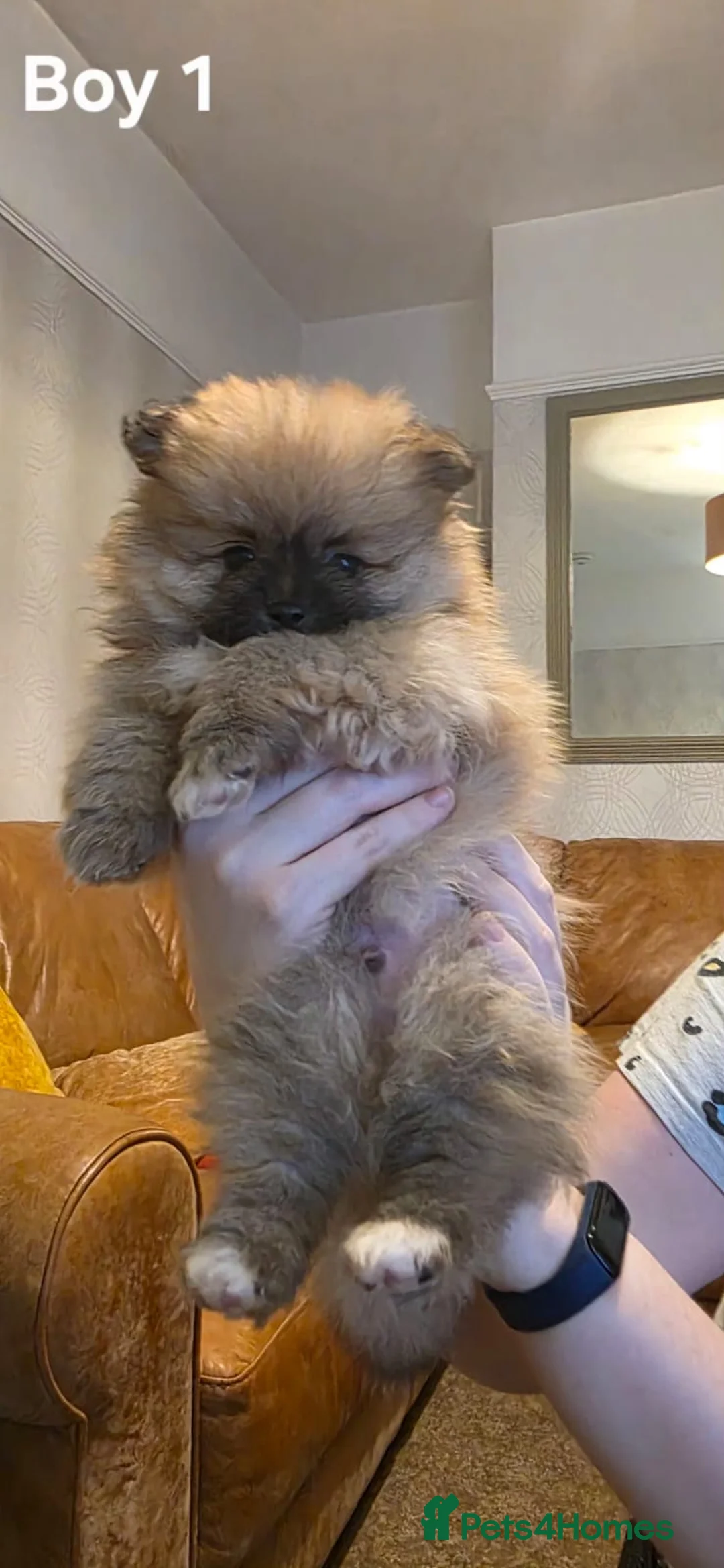 Pomeranian dogs for sale: Pomeranian puppies for sale - Advert 7