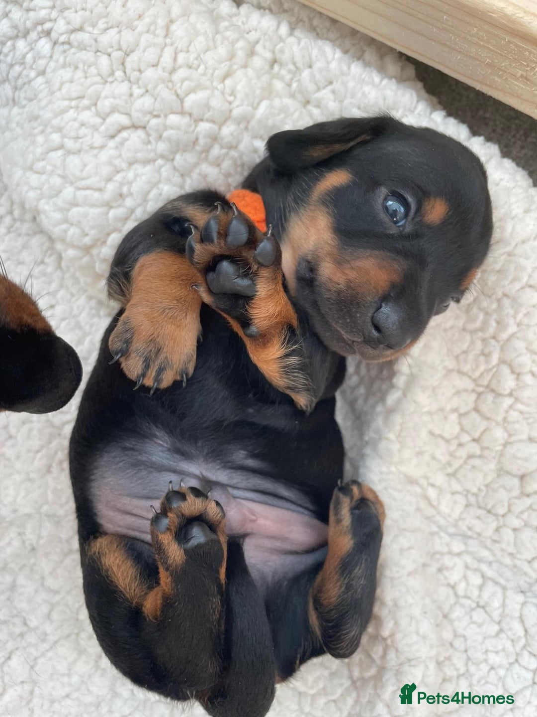 Miniature Dachshund dogs for sale: Miniature Dachshund Puppies   in Pontefract - Image 6