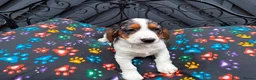 Cocker Spaniel dogs for sale: KC cocker spaniel puppies.  - Advert 20