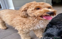 Cavapoo dogs for adoption: Coco – Too Young to Be Forgotten - Image 3