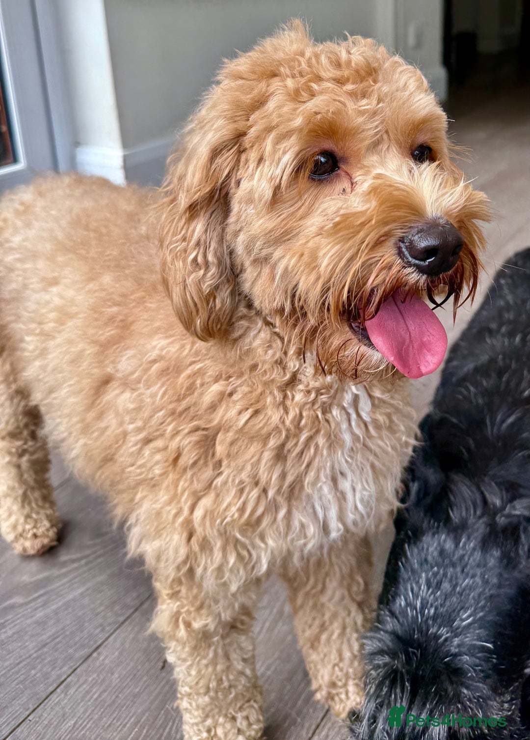 Cavapoo dogs for adoption: Coco – Too Young to Be Forgotten - Image 3
