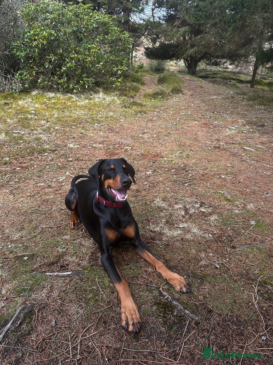 Dobermann dogs for sale: Wonderful Doberman for unfortunate adoption  - Advert 12