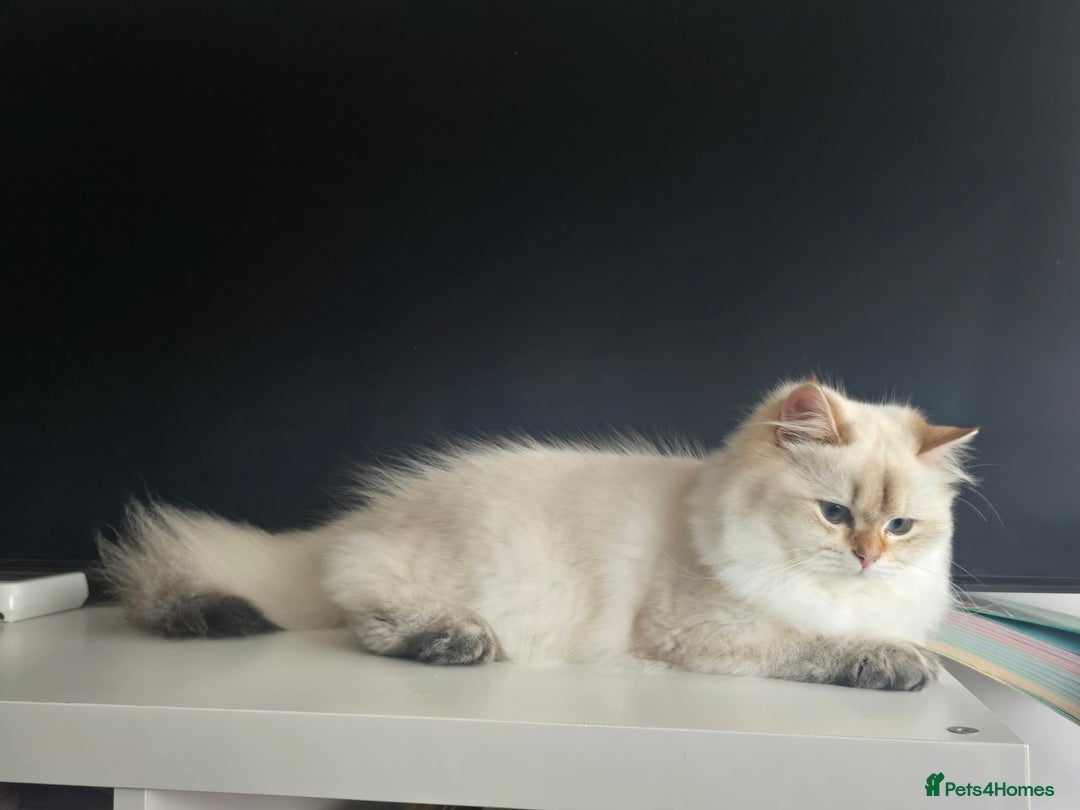 British Longhair cats for sale: Stunning Colour Point Girl - Advert 6
