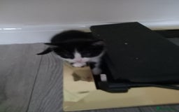 Domestic Shorthair cats for sale: Fluffy kittens  - Image 3