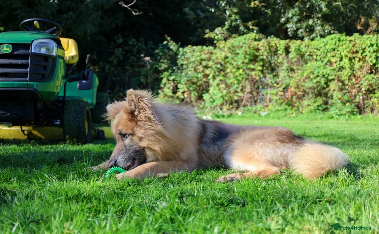 German Shepherd dogs KC health tested 💙boys  - Advert 1