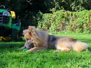 German Shepherd dogs KC health tested 💙boys - Advert 5