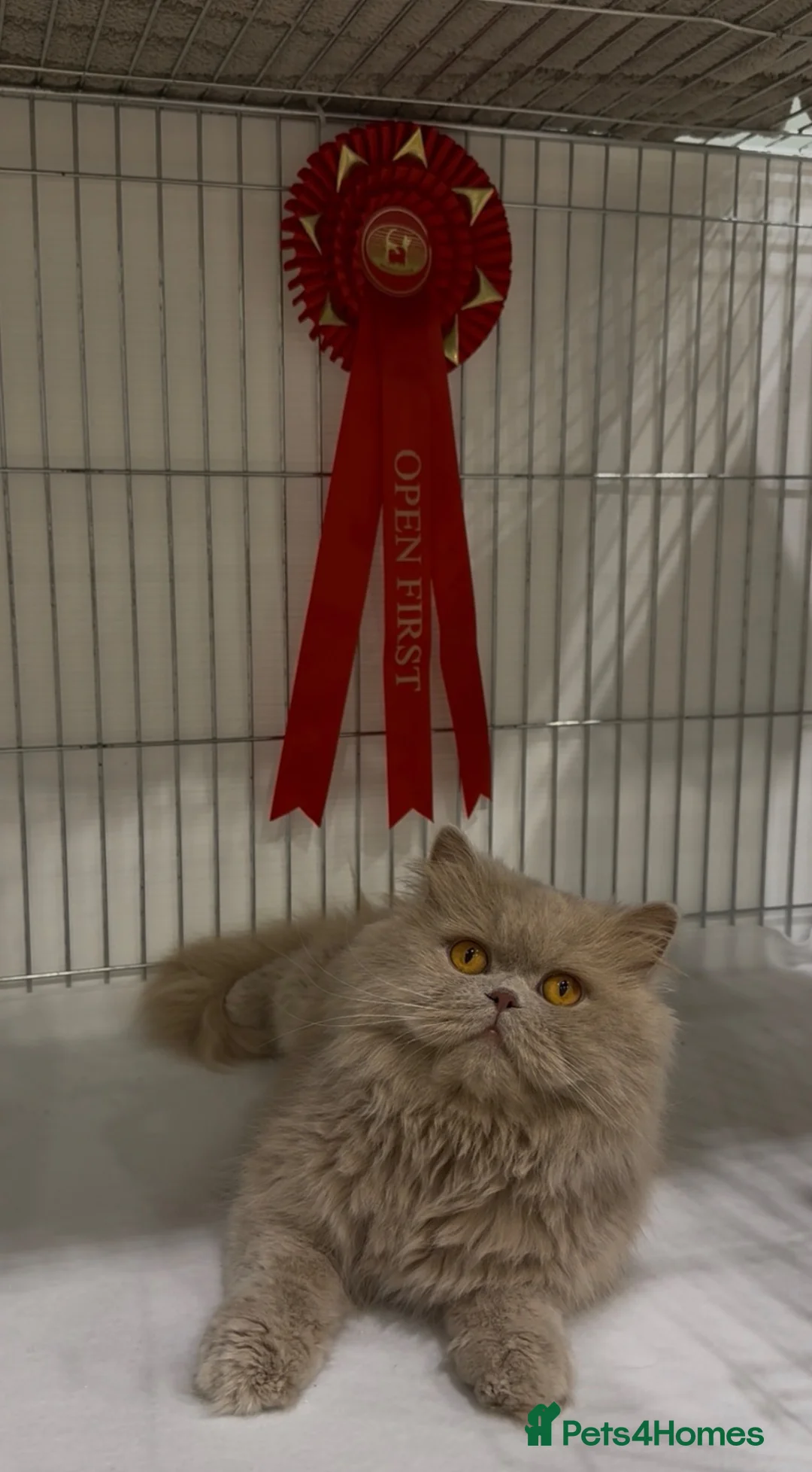 British Longhair cats for stud: Fawn Longhair Available for stud! - Advert 2