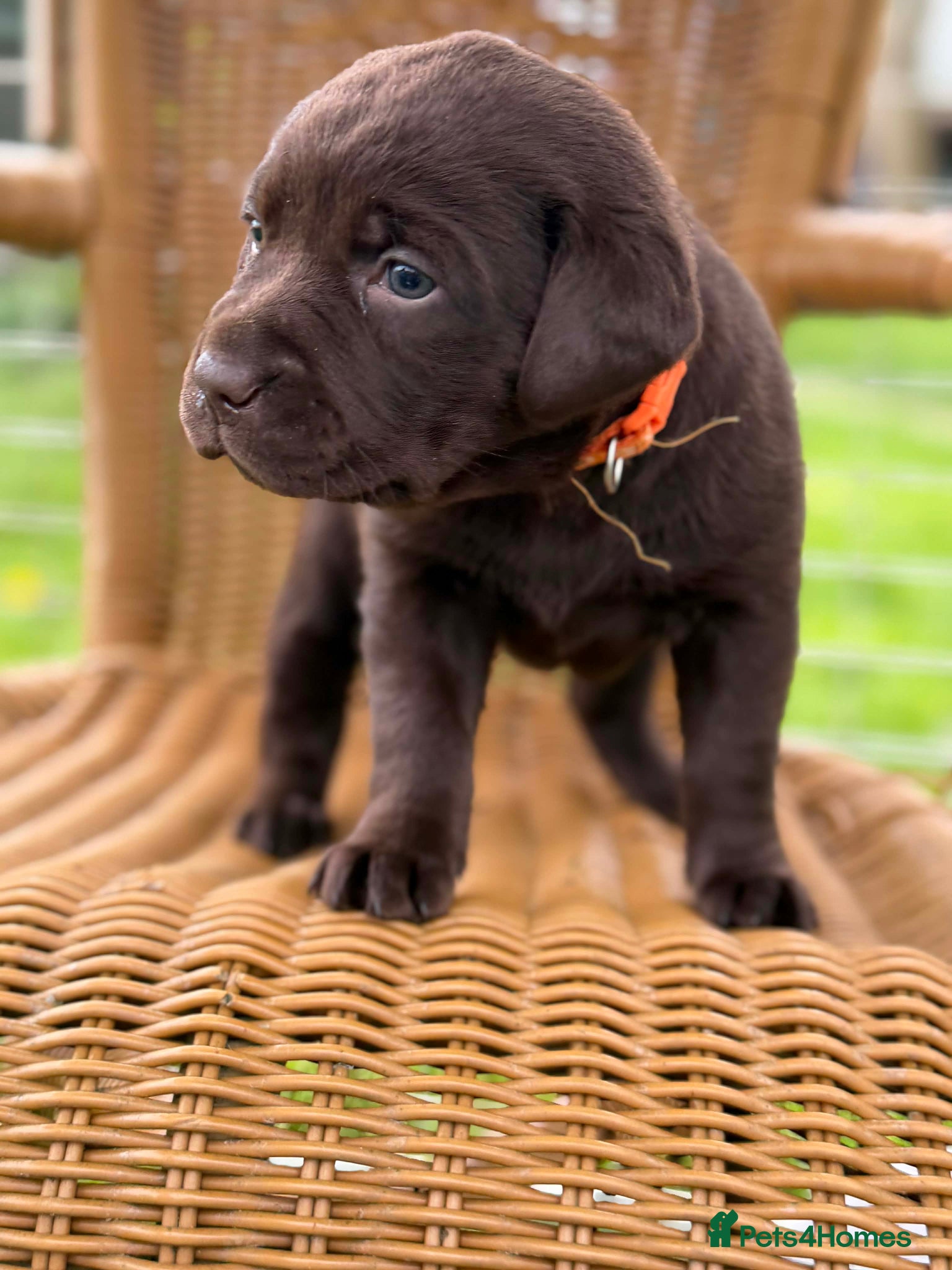 Labrador Retriever dogs ⭐️Chocolate and Silver Labrador puppies⭐️ - Advert 11