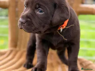 Labrador Retriever dogs ⭐️Chocolate and Silver Labrador puppies⭐️ - Advert 11