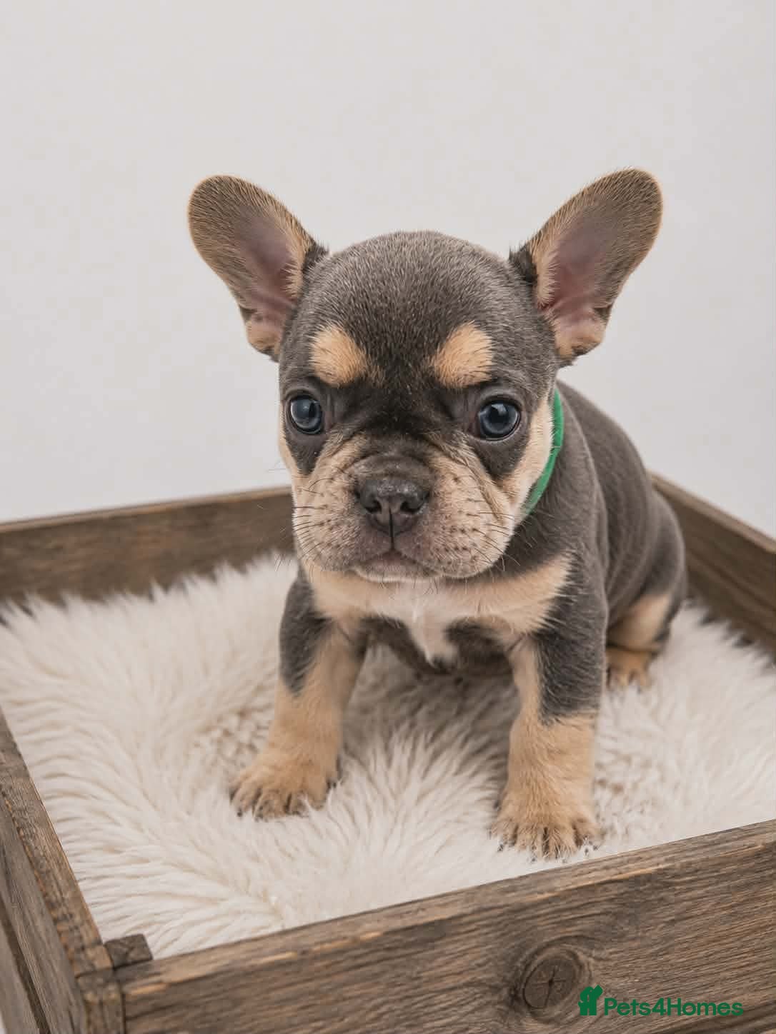 French Bulldog dogs 💥Stunning French Bulldog Puppies💥 - Advert 2