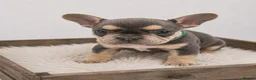 French Bulldog dogs for sale: 🌟Last 4 Exceptional French Bulldogs- Ready Now!🐾 - Advert 6