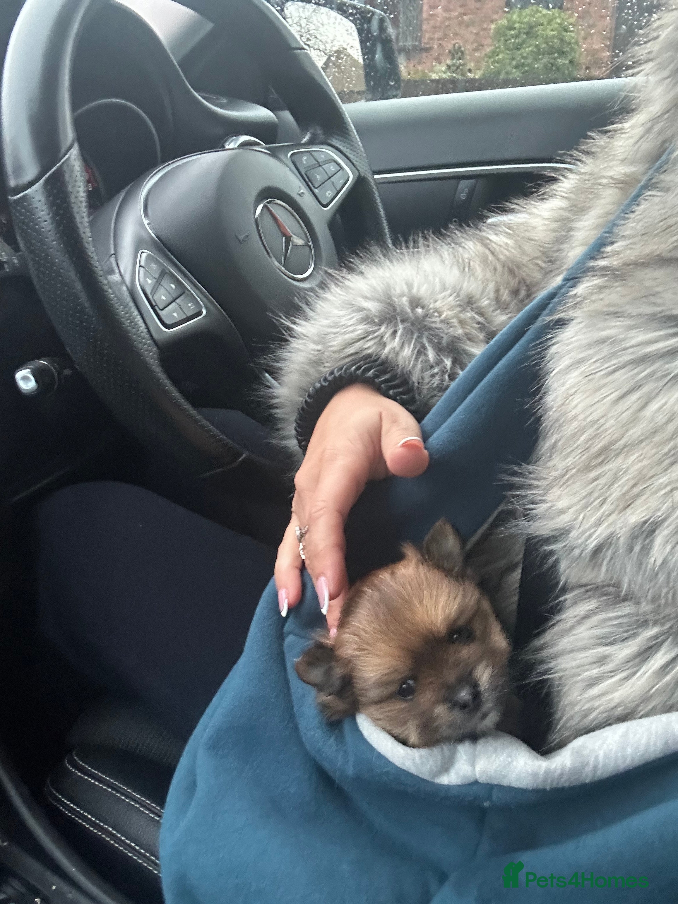 Pomeranian dogs Teddy pom puppy girl beautiful coat  - Advert 13