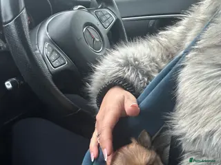 Pomeranian dogs Teddy pom puppy girl beautiful coat - Advert 13