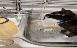 Mixed Breed cats for sale: Two playful kittens - Image 2