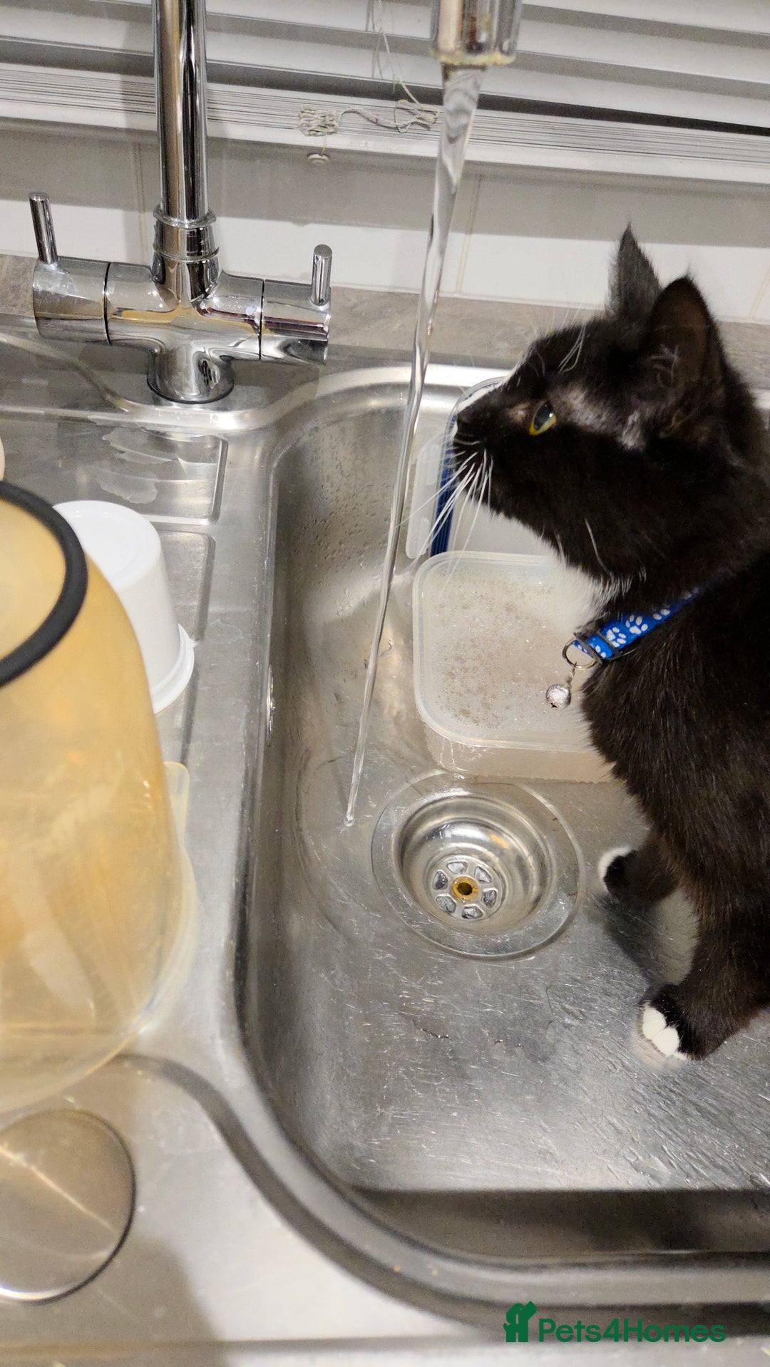 Mixed Breed cats for sale: Two playful kittens - Image 2