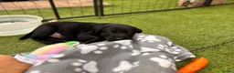 Labrador Retriever dogs for sale: 🐾 Kc reg labrador puppies 🐾  in Beccles - Advert 9