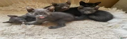 Suffolk cats for sale: Suffolk Blue Female Kittens - Advert 6