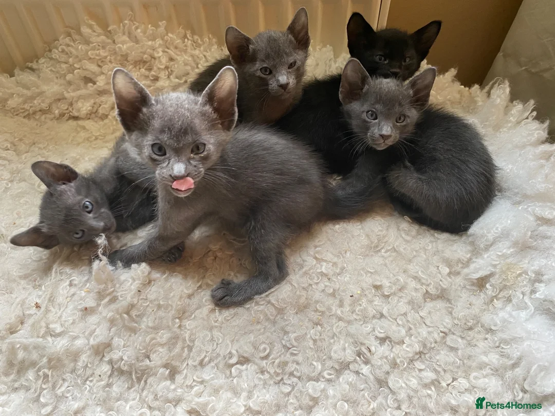 Suffolk cats for sale: Suffolk Blue Female Kittens - Advert 6