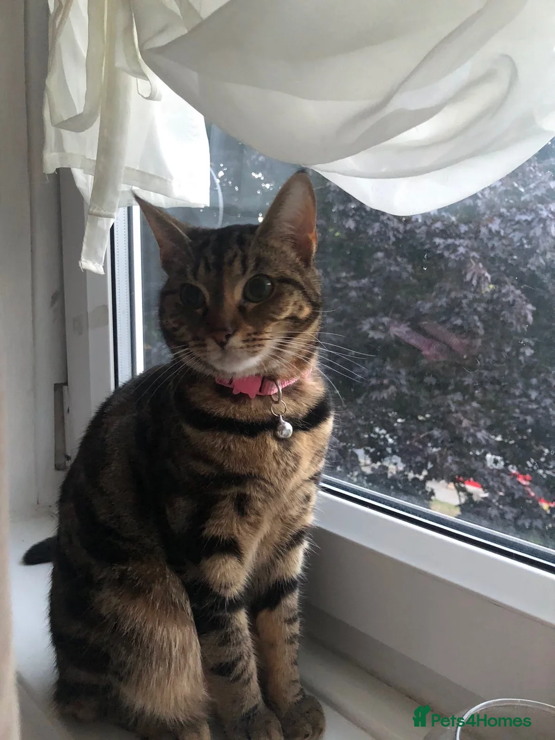 British Shorthair cats for sale: Beautiful tabby female called Tinkerbell  - Advert 1