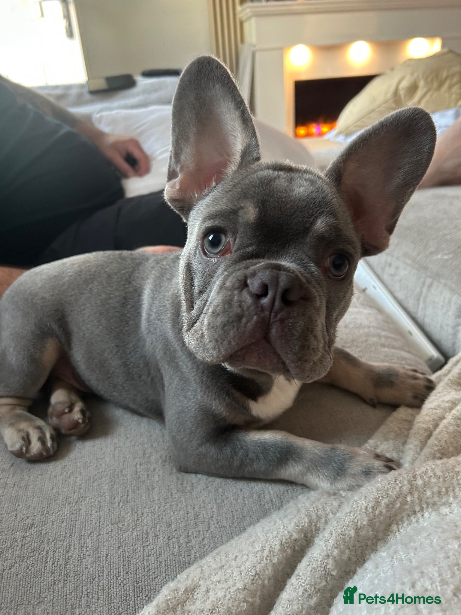 French Bulldog dogs 12 week old male Frenchie Bulldog - Advert 4