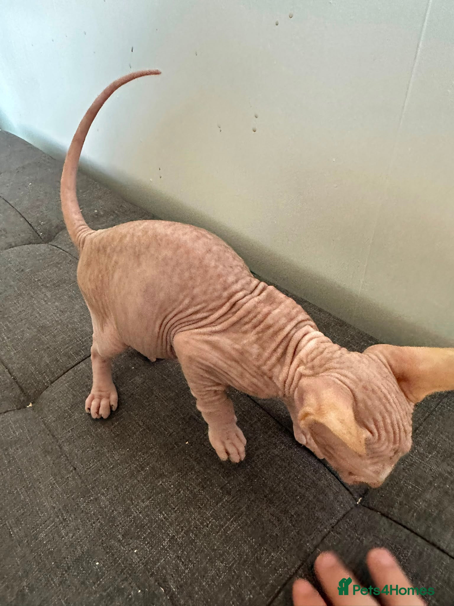 Sphynx cats Canadian sphynx ready to leave now  - Advert 5