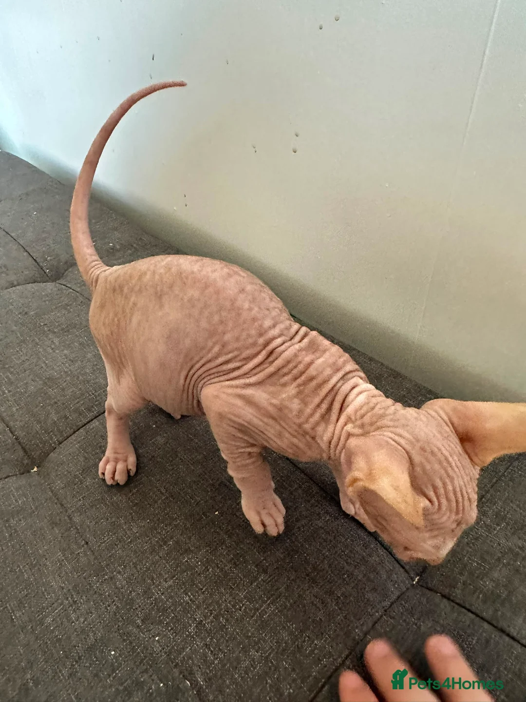 Sphynx cats for sale: Canadian sphynx ready to leave now  - Advert 1