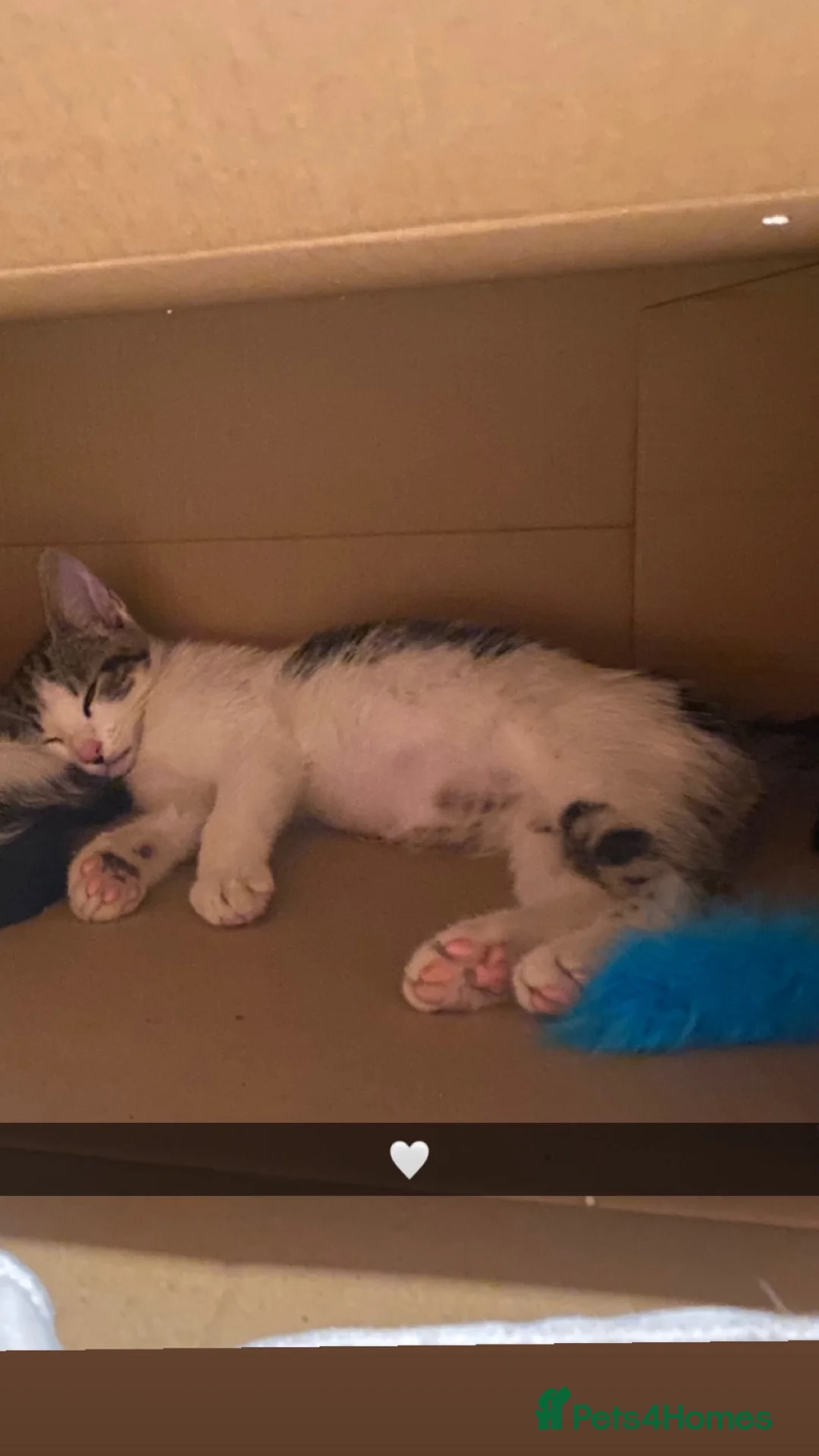 Mixed Breed cats for sale: KITTENS INNEED OF HOME in Swansea - Advert 3