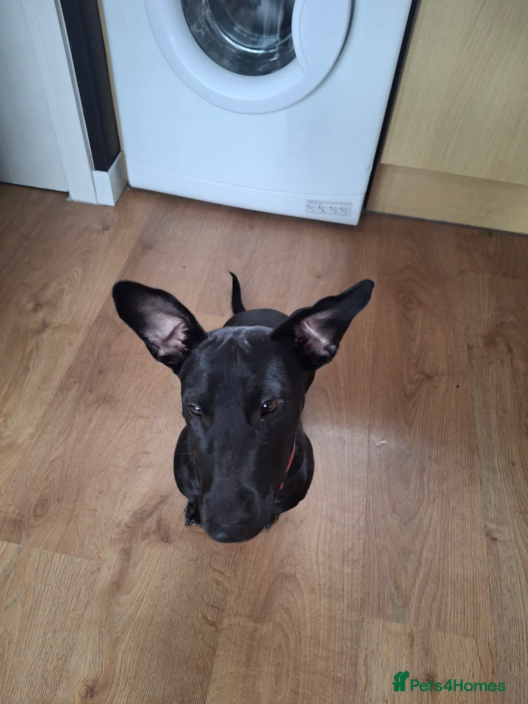 Mixed Breed dogs for sale: Ollie - Advert 7