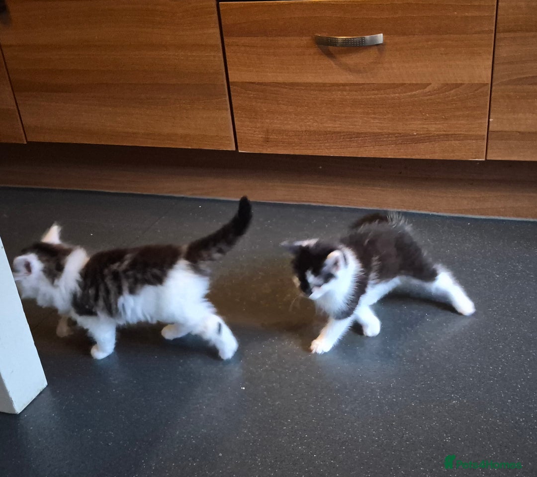 Mixed Breed cats for sale: XxX Gorgeous calico mixedbreed kittens 2 left ♥️  - Advert 3