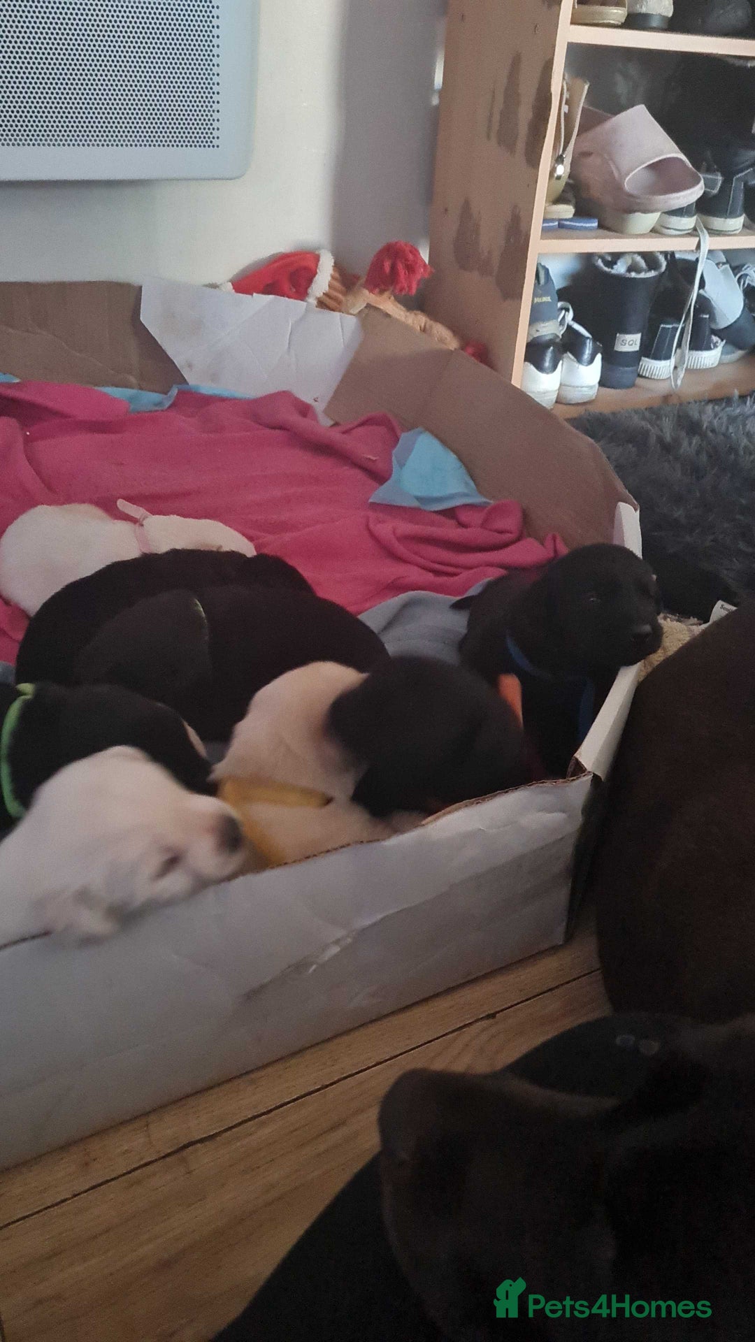 Labrador Retriever dogs for sale: Beautiful Golden and Black Labs - Advert 3