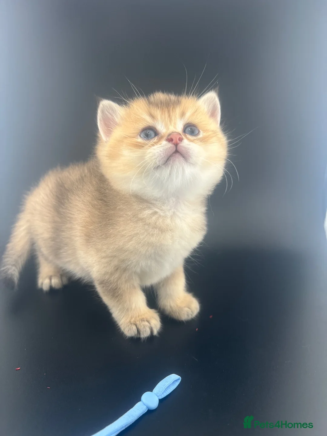 British Shorthair cats for sale: British Shorthair Silver Golden Health Tested  - Advert 27