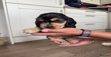 Cocker Spaniel dogs - Advert 13