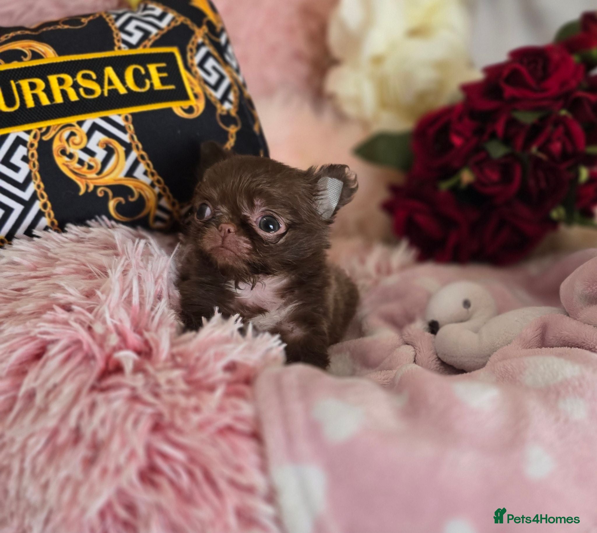 Chihuahua dogs Xx quality chocolate longcoat chihuahua puppies Xx - Advert 2