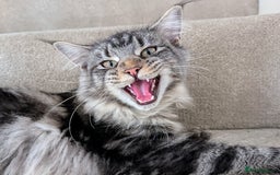 Maine Coon cats for sale: Princess the maine coon - Image 3