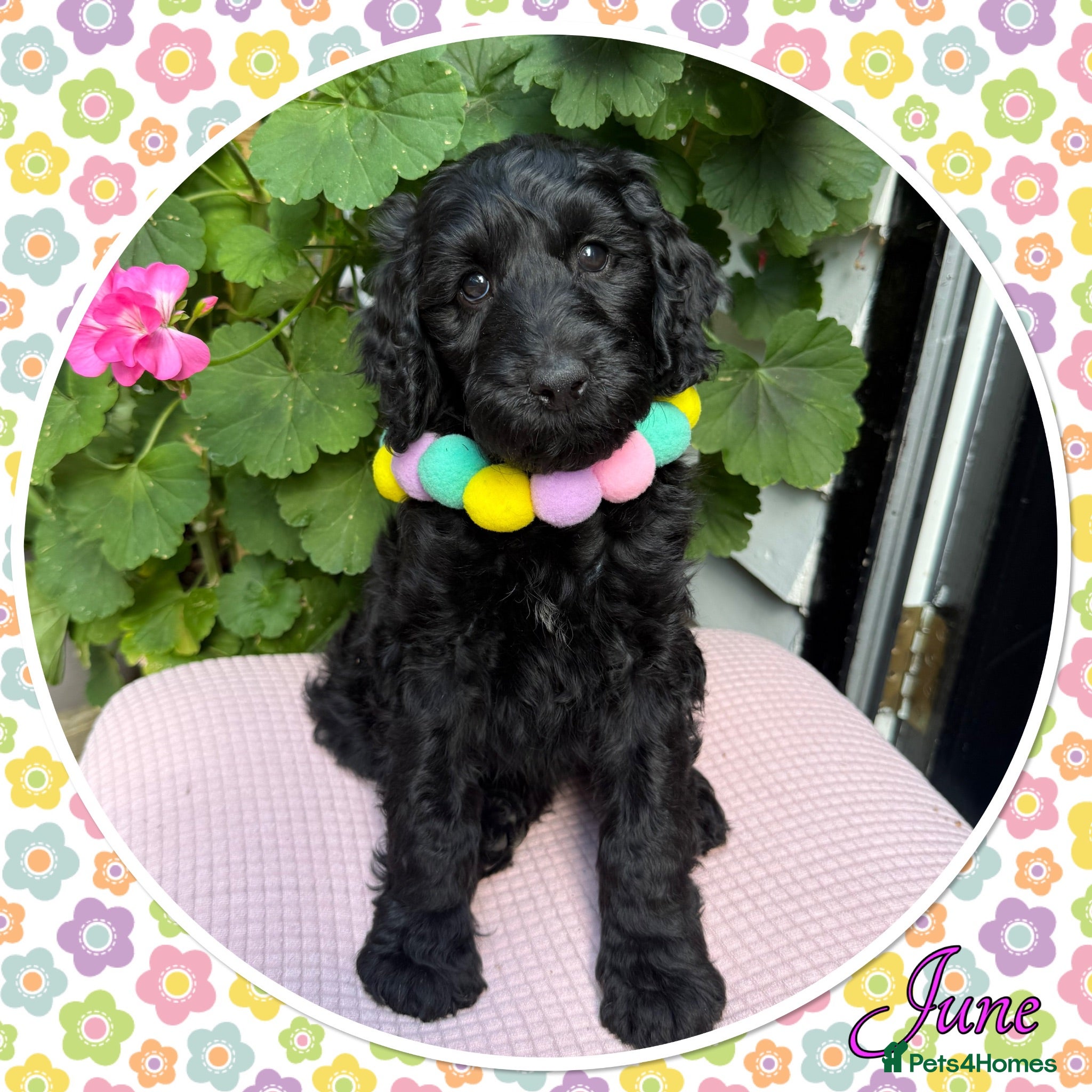 Labradoodle dogs 💐CAN STAY FOR HOLIDAYS💐RARE OPPORTUNITY💐 - Advert 1