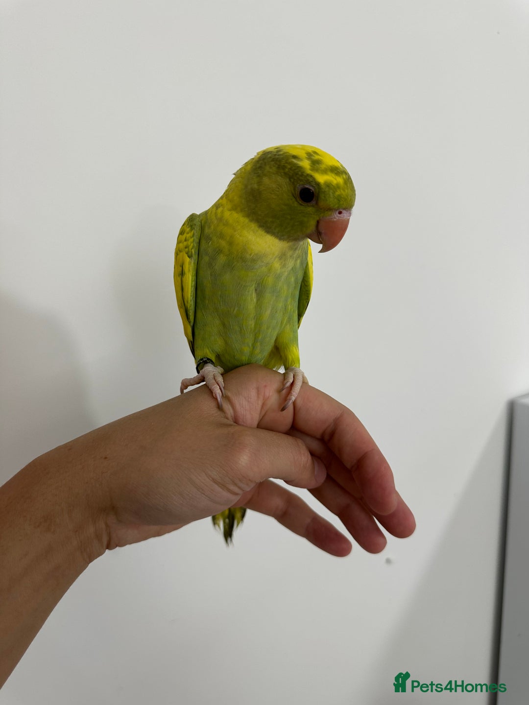 Ringnecks birds for sale: Hand-Reared Ringneck Rare & Extremely Friendly - Image 4