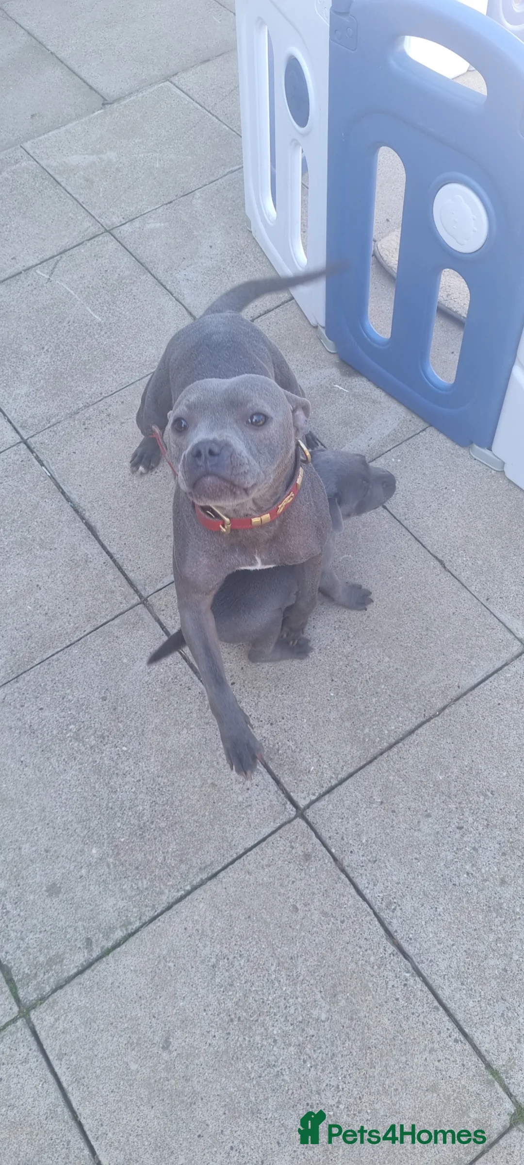 Staffordshire Bull Terrier dogs for sale: BLUE STAFFORDSHIRE BULL TERRIER PUPPY GIRL  in Reigate - Advert 19