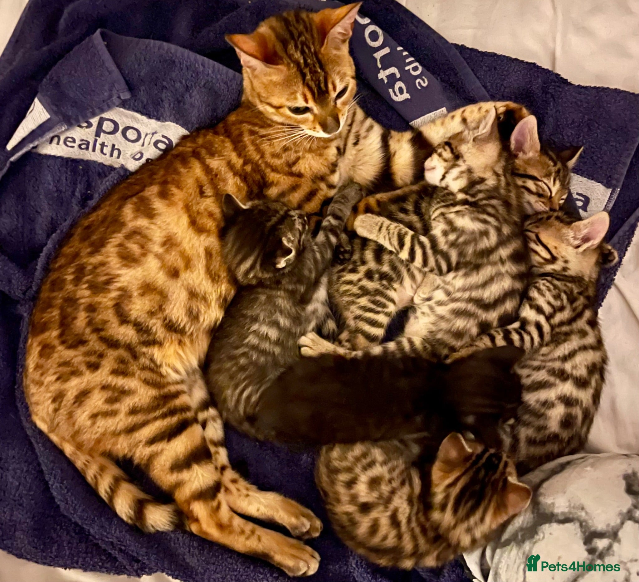 Bengal cats Beautiful Bengal Kittens for Sale, Pure Bengal Mum - Advert 9