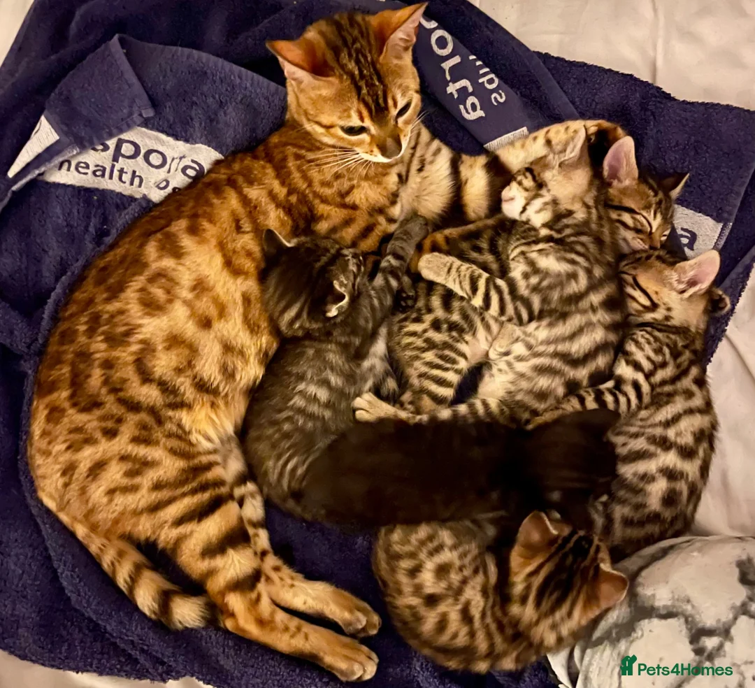 Bengal cats for sale: Beautiful Bengal Kittens for Sale, Pure Bengal Mum - Advert 1