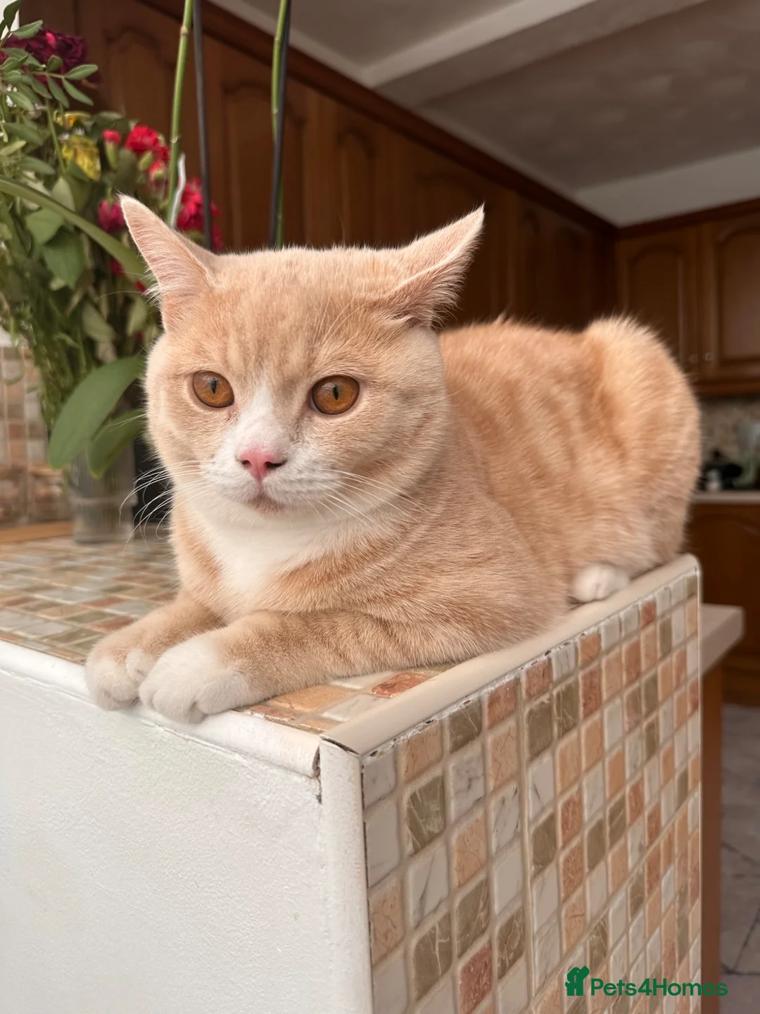 Mixed Breed cats for sale: British shorthair and Maine coon mixed bread  - Advert 2