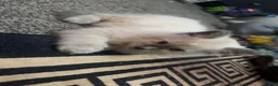Ragdoll cats for sale: Last male ragdoll  - Advert 2