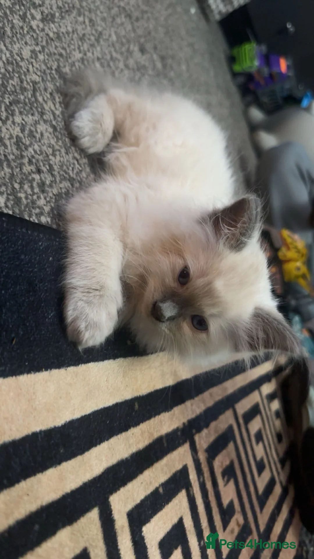 Ragdoll cats for sale: Last male ragdoll  - Advert 2