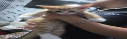 Tibetan cats for sale: Lukas  in Nottingham - Advert 16