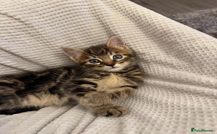 Domestic Shorthair cats - Advert 13