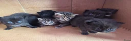 Perdoll cats for sale: Kittens  - Advert 11