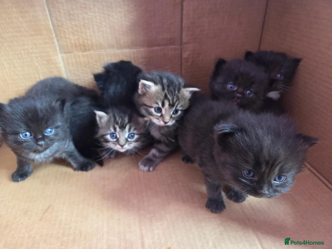 Perdoll cats for sale: Kittens  - Advert 11