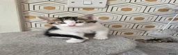Mixed Breed cats for sale: Kittens, ready to go soon in Torquay - Advert 8