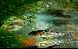 Killifish fish for sale: the fish that are in the photo Read the descriptio - Image 5