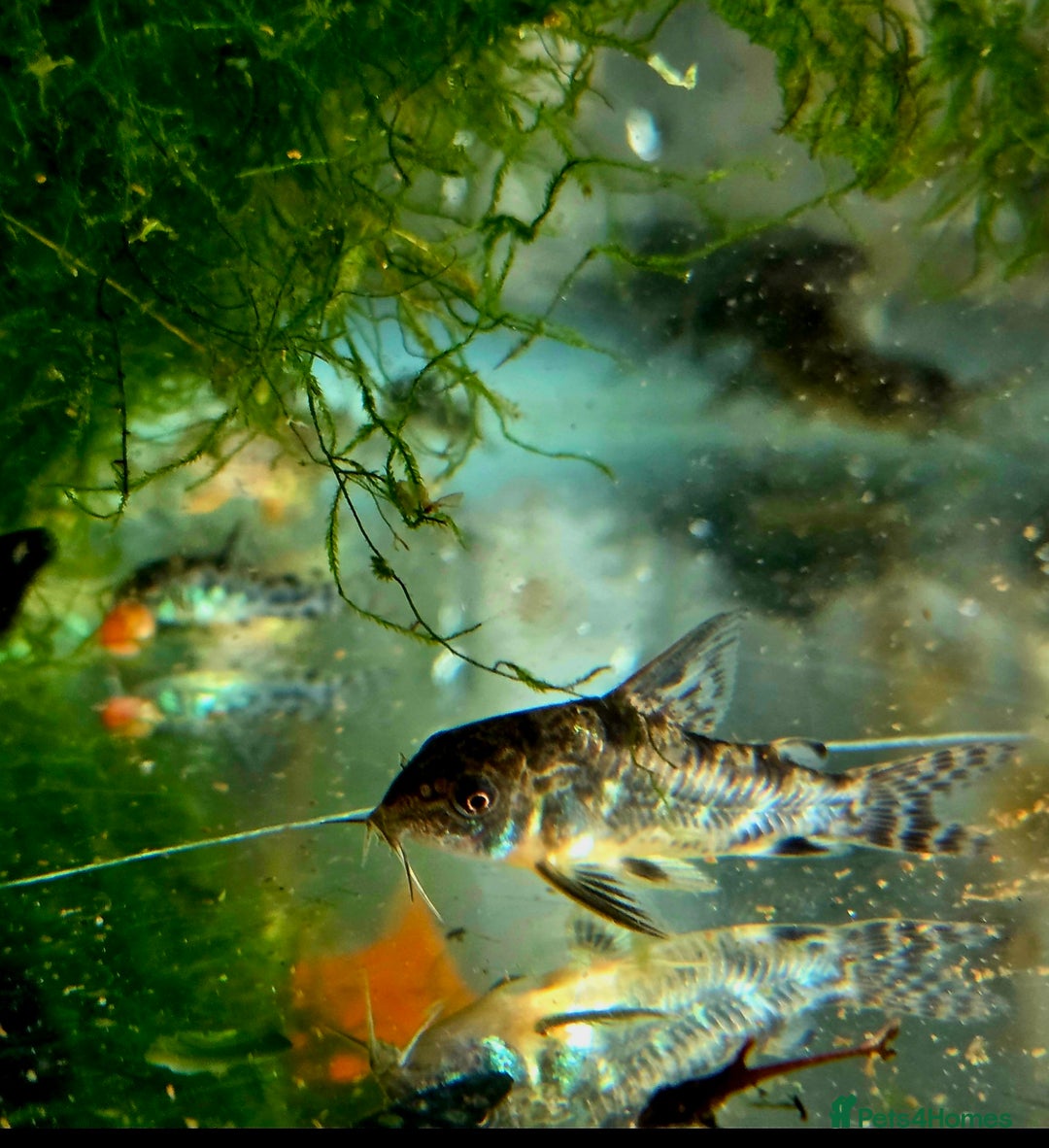 Killifish fish for sale: the fish that are in the photo Read the descriptio - Image 5